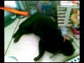 michael jackson pepsi commercial  - farting cat version