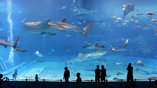 Kuroshio Sea – 2nd largest aquarium tank in the world
