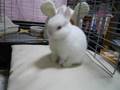 子うさぎの毛づくろい rabbit grooming2008/03/…