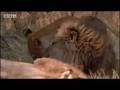 Lions return to the pride - BBC wildlife