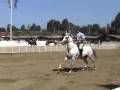 How a horse jumps How a horse jumps