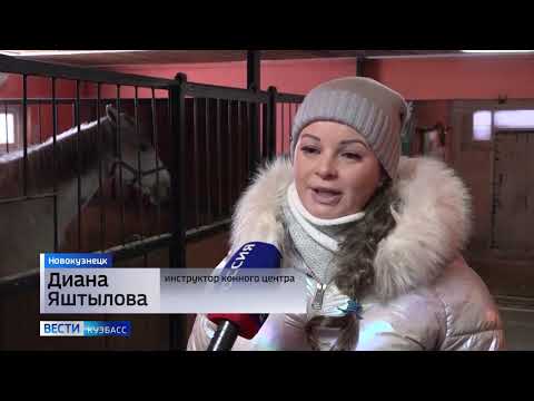 В Новокузнецке новогодними ёлками кормят лошадей