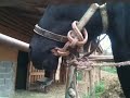 maquina para hacerle boca a los caballos