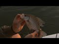 How To Fish for Crappie