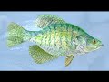 How To Fish for Crappie