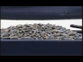 sonck 7 Carteles Del Narcotrafico en Mexico