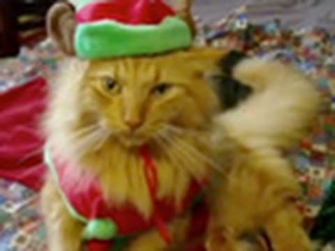 Gatos, Perros y más cantando “Jingle Bells”