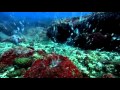 Galapados Adaları  - Olağan Dışı Sualtı Bölüm 1-4
