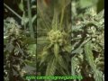 Jorge Cervantes Ultimate Grow DVD 1 Part 1 - Learn How To Grow Marijuana