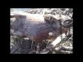 Spring 2013 beaver trapping