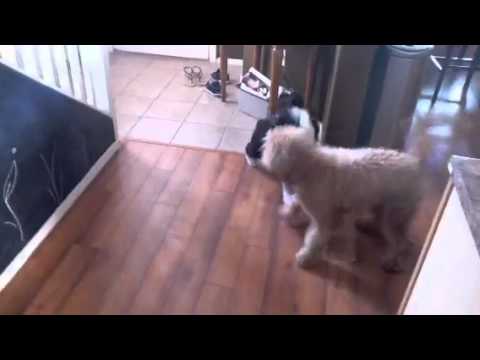 Doodle fun TroyGrover 120 views 1 year ago Sheepadoodle with a golden doodle