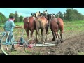Strong Belgian Draft Horses Working on the Farm - Merelbeke 2011
