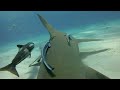 GoPro HD: Shark Riders - Introducing GoPro's New Dive Housing