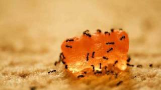 gummy ants