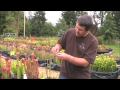 Plantas Carnivoras - Curso Iniciante 7 aulas (Video) Default