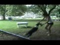 Dogs at their best Dogs at their best