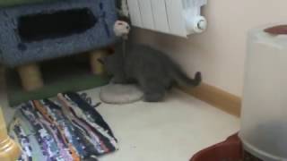 Голубой британский котенок играет. П-к Silvery Snow.