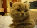 Kitten suddenly falls asleep