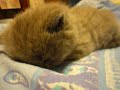 Kitten suddenly falls asleep