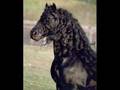 HorseFreak