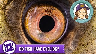 Do fish have eyelids?