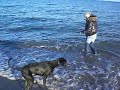 Wenn der Hund nicht ins Wasser will, zweiter Versuch. Am 07.11.2010