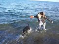 Wenn der Hund nicht ins Wasser will, zweiter Versuch. Am 07.11.2010