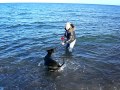 Wenn der Hund nicht ins Wasser will, zweiter Versuch. Am 07.11.2010