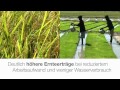 Syngenta - Tegra™, neue Lösungen im Reisanbau