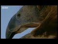 Hawk vs snake - BBC wildlife