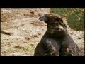Hawk vs snake - BBC wildlife