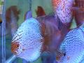 דיסקוסים לירן אקווה ליין 5 aqualine.co.il