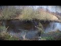 Fly fishing for seatrout, Lerkenfeldt Å, Denmark.