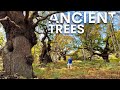 There's Over 4000 Giant Oaks in this Forest - heres why - Leave Curious 2023