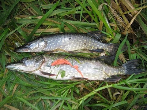 ловля щуки під час нересту ловля щуки під час нересту