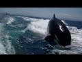 Couple's Amazing Close Encounter with Surfing Killer Whales in Boat Wake