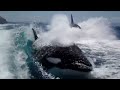 Couple's Amazing Close Encounter with Surfing Killer Whales in Boat Wake