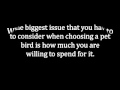 Birdcages Free Shipping | Decorative Birdcages | Birdcage Veils & Stands | Bird Toys & Perches
