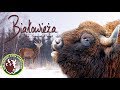 The Primeval Forest of Bialowieza - Nature documentary 2014 (Eng Subs)