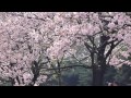 Panasonic Lumix ZS10 Test Movie #2 (Prunus × yedoensis, Japan Sakura)