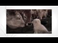 New delivery of guard dogs for the cattle