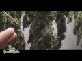 Outdoor Cannabis: Harvest Part 7
