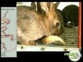 Кролиководство: Cresterea iepurilor pentru incepatori