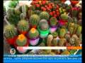 Цветоводство: Выставка кактусов