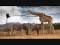 Animals Playing Soccer (World Cup South Africa 2010) Futbol (football)