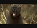 Animals Playing Soccer (World Cup South Africa 2010) Futbol (football)