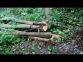 Holzladen im Jungbestand