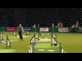 Agility - Crufts Team - Large Final - Crufts 2013
