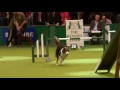 Agility - Crufts Team - Large Final - Crufts 2013
