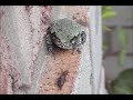 Frog eats an earwig, wipes his mouth, smiles at the camera